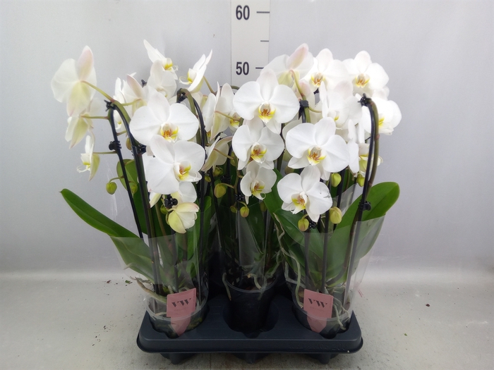 Phalaenopsis  'Elegant Cascade'