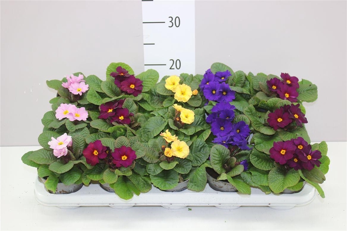 <h4>Primula 'obsidian' Mix 10,5 Cm (winterhard)</h4>