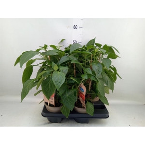 Capsicum annuum   ...paprika