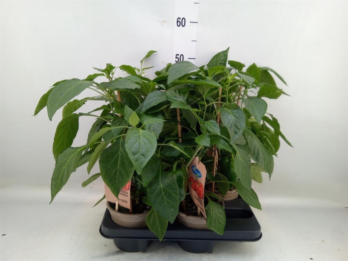 <h4>Capsicum annuum   ...paprika</h4>