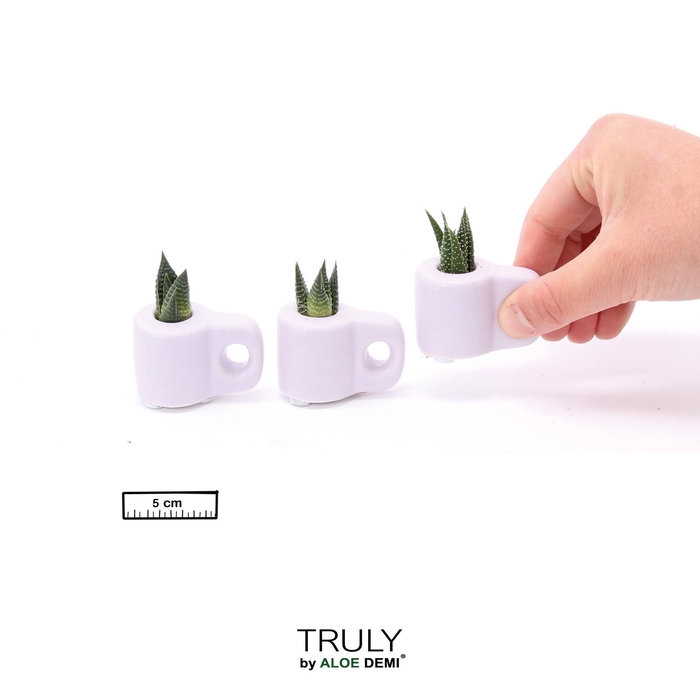 <h4>TRULY Succulent, Mug Purple Mini</h4>