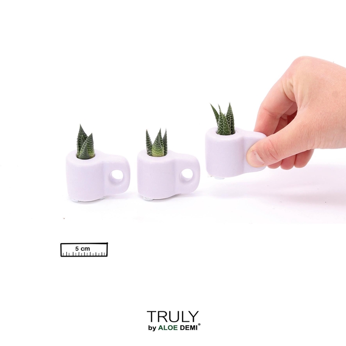 <h4>TRULY Succulent, Mug Purple Mini</h4>