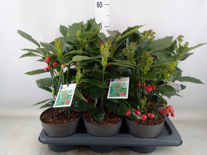 <h4>Aucuba japonica 'Rozannie'</h4>