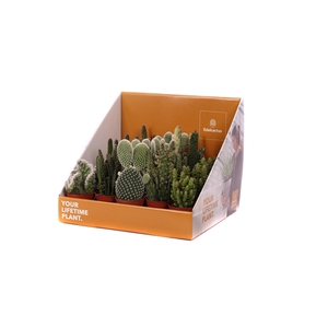 Opuntia mix 5,5 cm in showdoos your lifetime plant