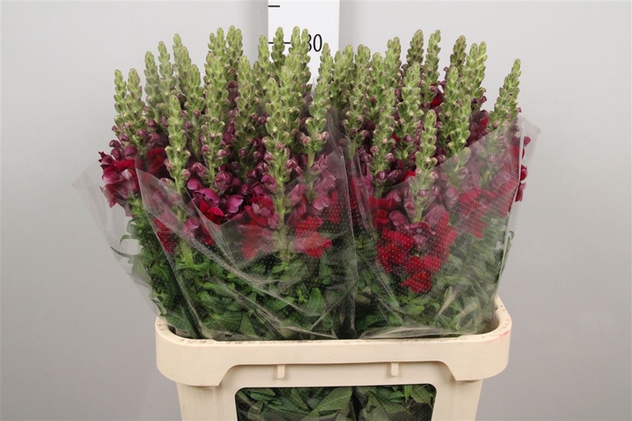 <h4>Antir Antibes Red</h4>