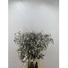 Chasmanthium Platina