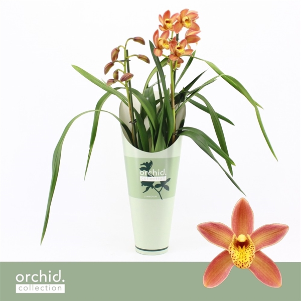<h4>Cymbidium, Wilhelmina 2-spike 'Orchid Collection' Potcover</h4>