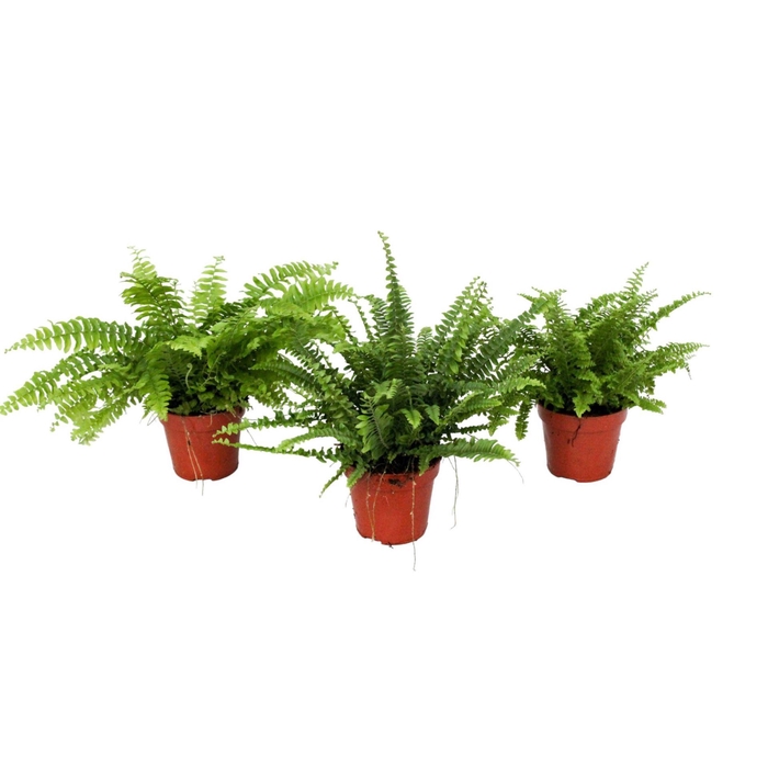 <h4>Nephrolepis Nephrolepis</h4>