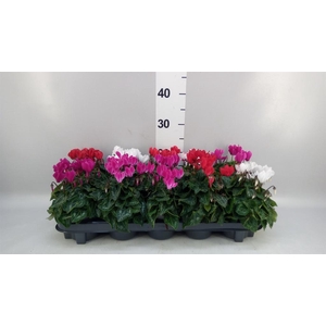 Cyclamen KL 'Verano'