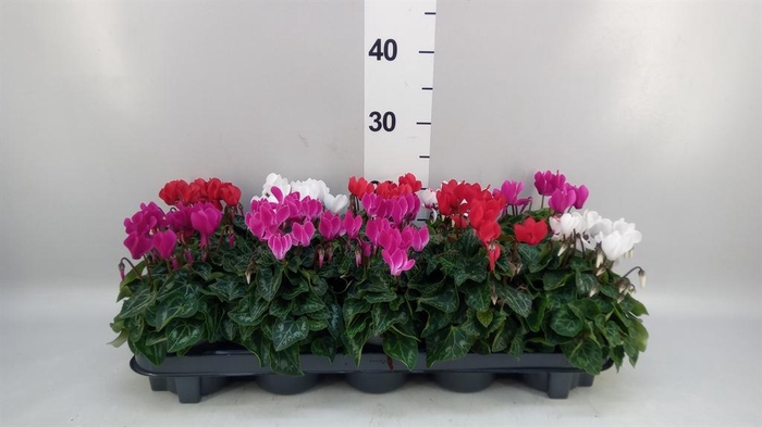 <h4>Cyclamen KL 'Verano'</h4>