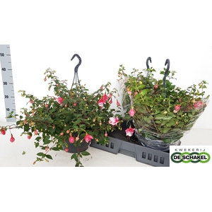 FUCHSIA EL CAMINO