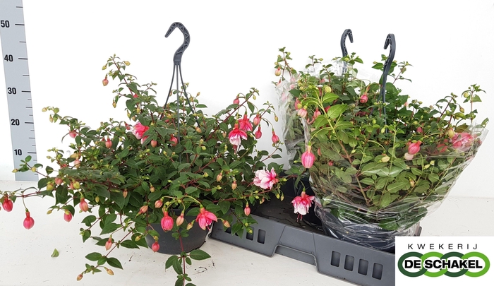 <h4>FUCHSIA EL CAMINO</h4>