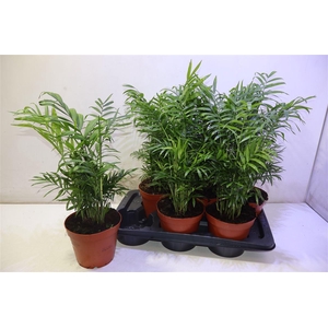 arr8 Chamaed Elegans