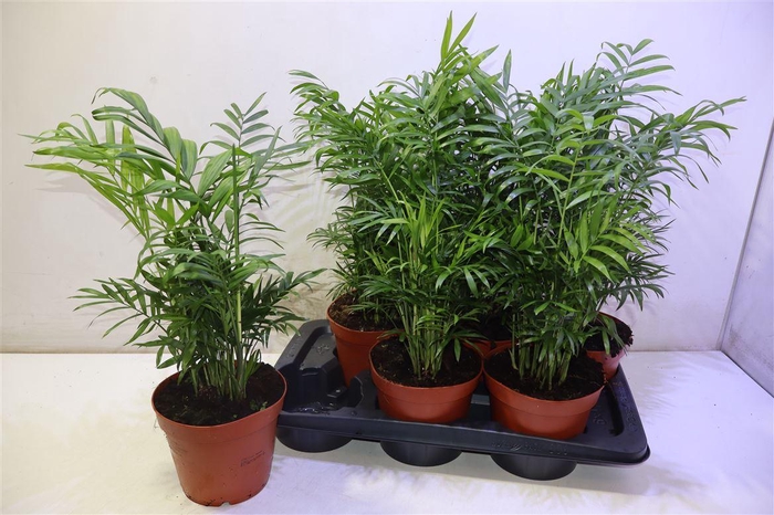 <h4>arr8 Chamaed Elegans</h4>