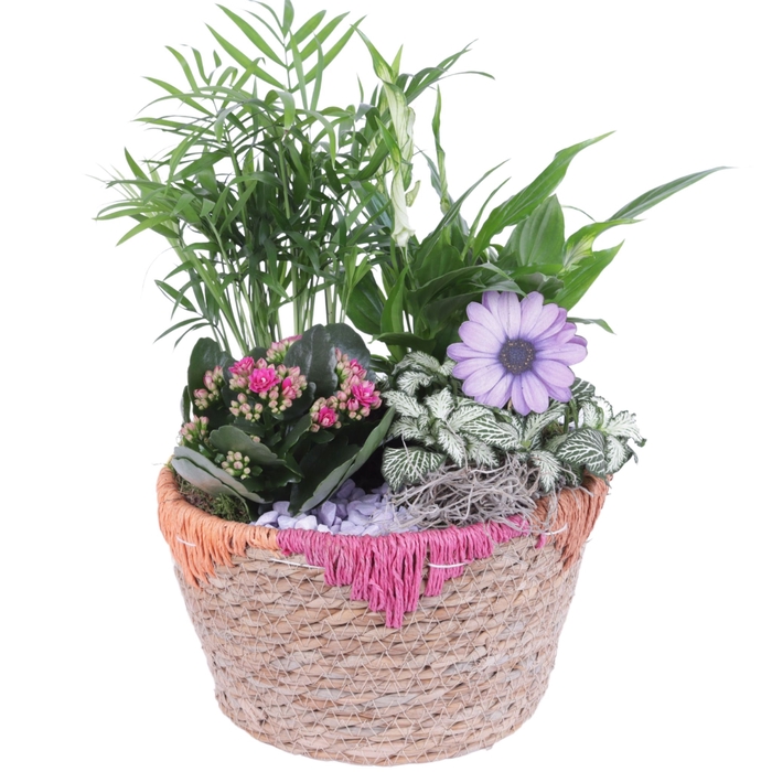 <h4>Opm Summer Arr. Indoor Willow Exotic Vibes</h4>