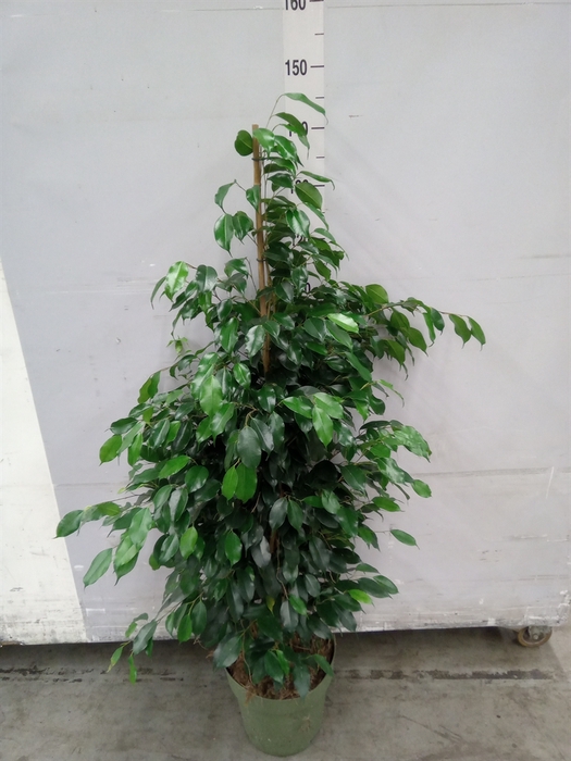 <h4>Ficus benja. 'Midnight Lady'</h4>