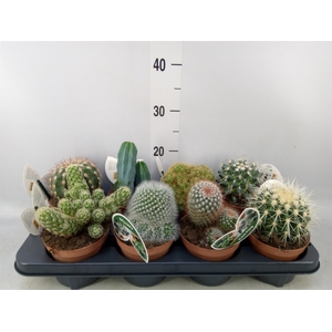 Cactus   ...mix