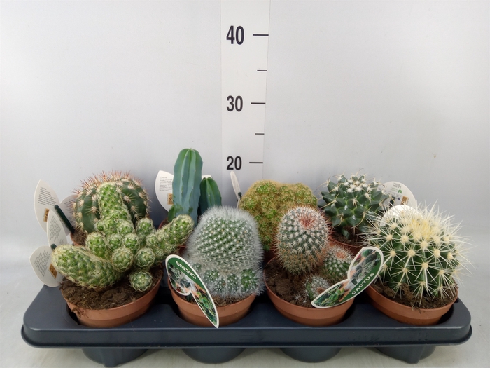 <h4>Cactus   ...mix</h4>