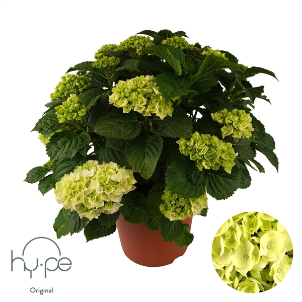 <h4>Hydrangea Mophead White 15+ | Hy-pe Original</h4>