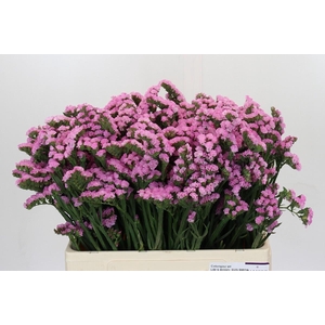 Limonium Rosella Sun Birds