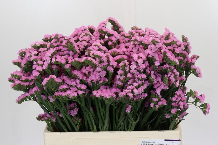 <h4>Limonium Rosella Sun Birds</h4>