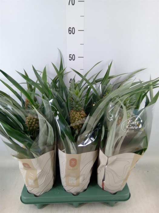 <h4>Ananas  'Rosita'</h4>