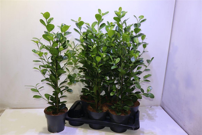 <h4>Fic Mi Moclame</h4>