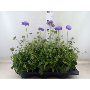 Scabiosa columb.