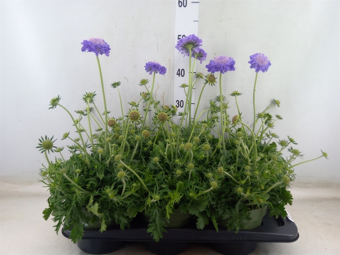 <h4>Scabiosa columb.</h4>