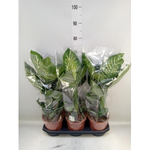 Dieffenbachia seg. 'Tropic Snow'