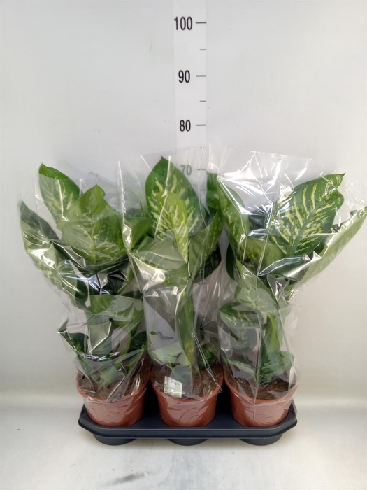 <h4>Dieffenbachia seg. 'Tropic Snow'</h4>