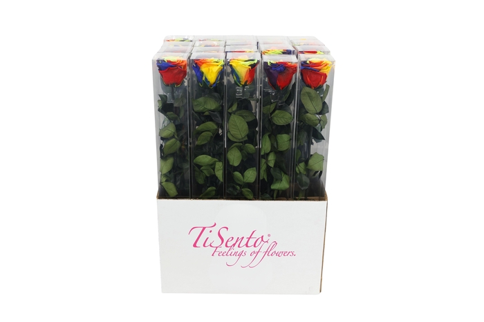 <h4>ARR ROSA POT H%</h4>