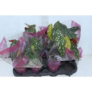 BEGONIA MACULATA P13 PO