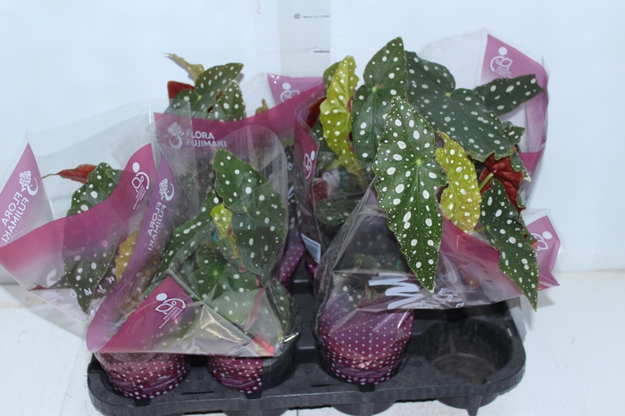 <h4>BEGONIA MACULATA P13 PO</h4>