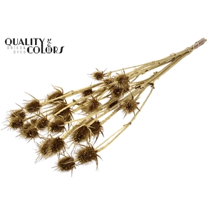 Cardi Distel Natural 5pc/bunch 70cm Gold