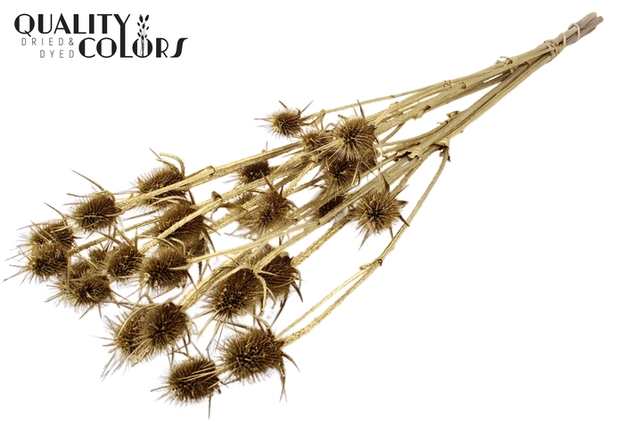 <h4>Cardi Distel Natural 5pc/bunch 70cm Gold</h4>