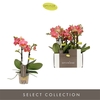 Phalaenopsis Multifloratypes overig oranje