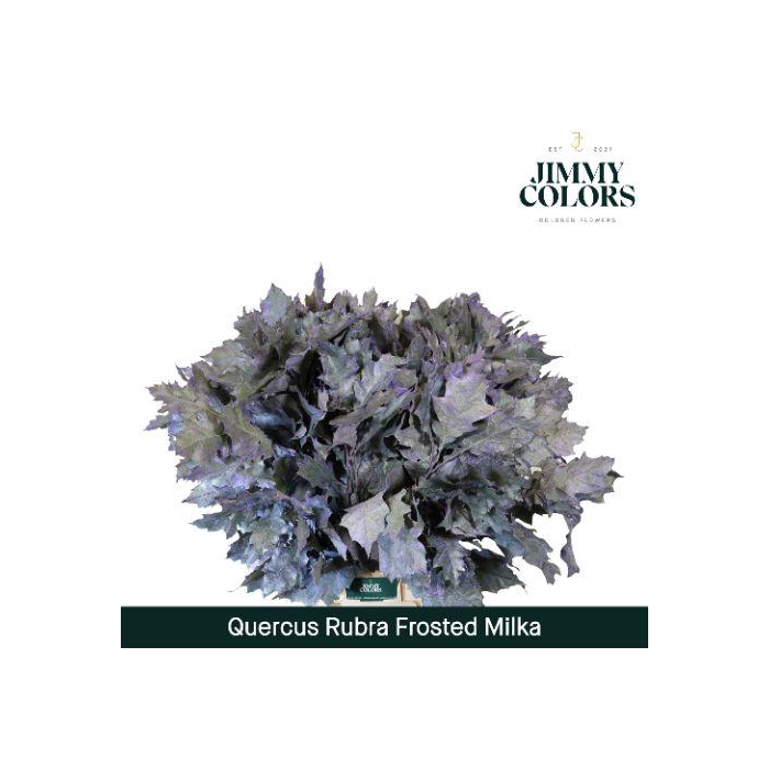 <h4>Quercus Rubra L80 Frost Milka</h4>