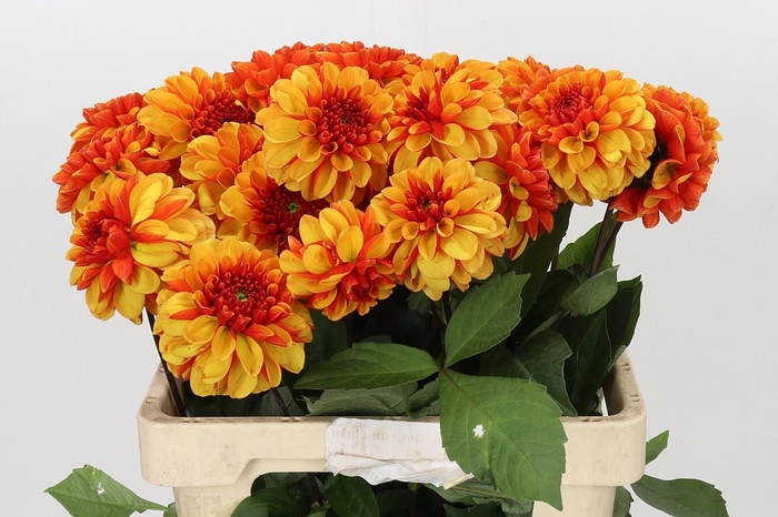 <h4>Dahlia American Sun</h4>
