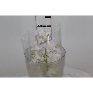 DENPHALAEN MACO MINIMO 30 FLORES