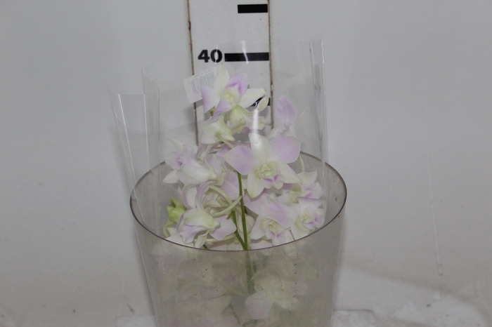 <h4>DENPHALAEN MACO MINIMO 30 FLORES</h4>