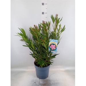 Nerium oleander 'Corazon'   ...mix