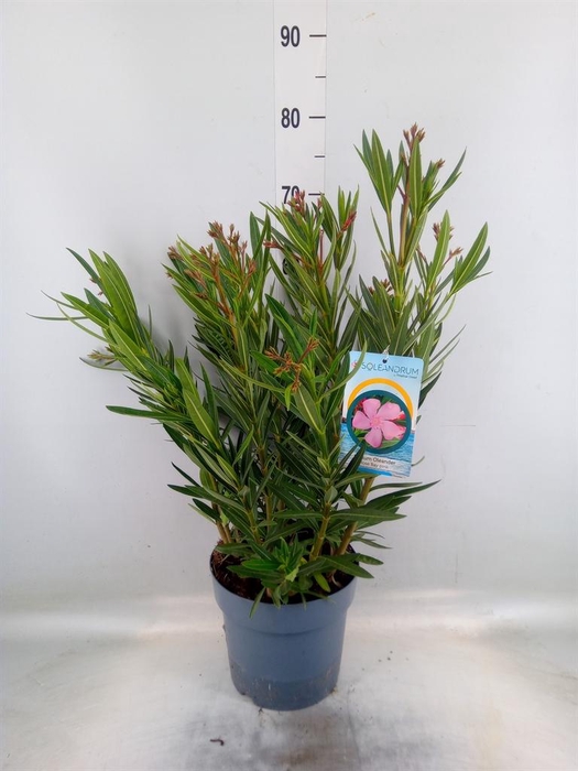 <h4>Nerium oleander 'Corazon'   ...mix</h4>