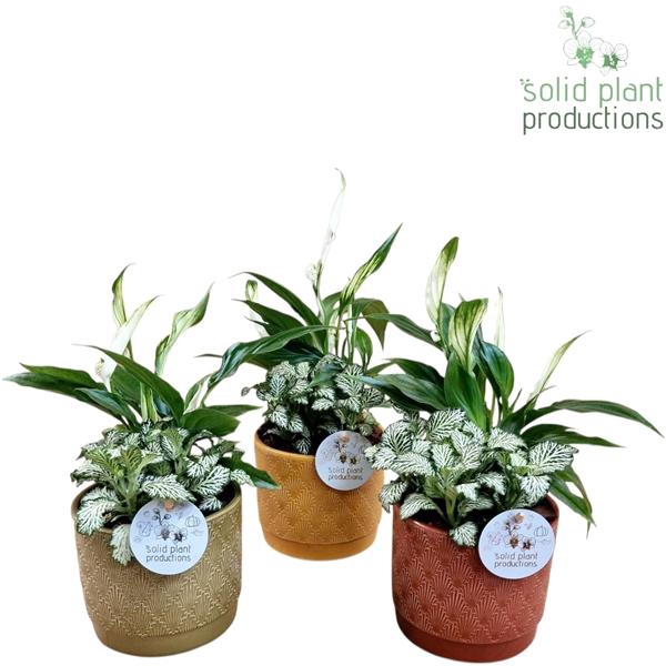 <h4>Arrangementen Spathiphyllum 6%</h4>
