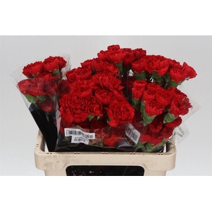 Anjer Kort Don Pedro