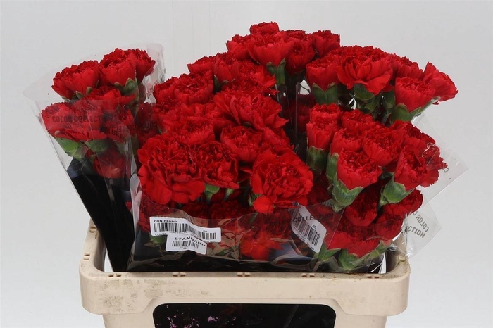 <h4>Anjer Kort Don Pedro</h4>