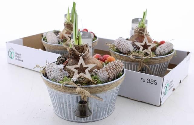 <h4>ARR BOL KNOLGEWAS</h4>