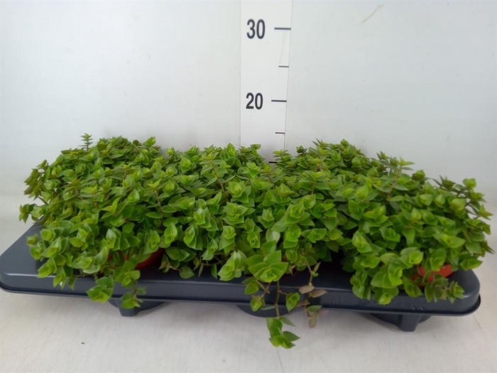 <h4>Callisia repens</h4>