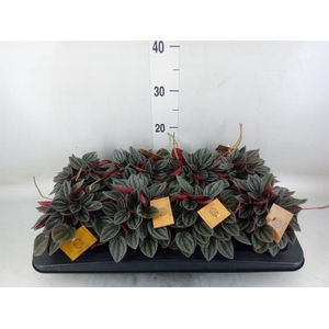 Peperomia caperata 'Santorini'