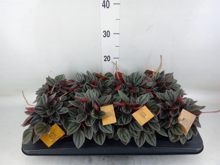 <h4>Peperomia caperata 'Santorini'</h4>